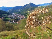 14 Heracleum sphondylium (Panace) con vista verso il Monte Gioco, Serina e Lepreno